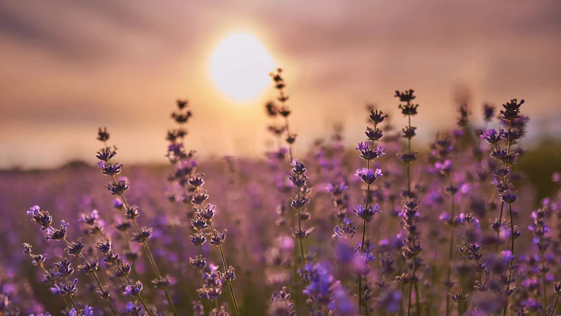 Lavendel und Sonne
